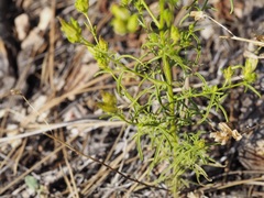 Cordylanthus rigidus brevibracteatus