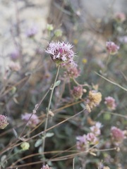 Monardella linoides sierrae