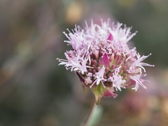 Monardella linoides sierrae