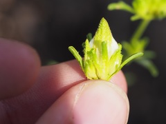 Cordylanthus rigidus brevibracteatus