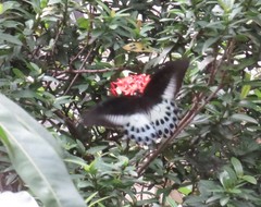 Papilio polymnestor