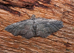 Chrysolarentia squamulata