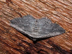 Chrysolarentia squamulata