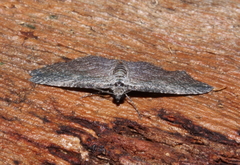 Chrysolarentia squamulata