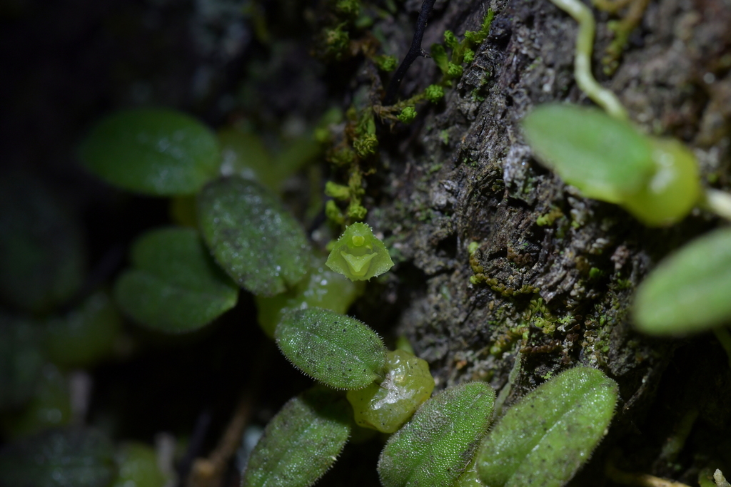 Bulbophyllum pygmaeum