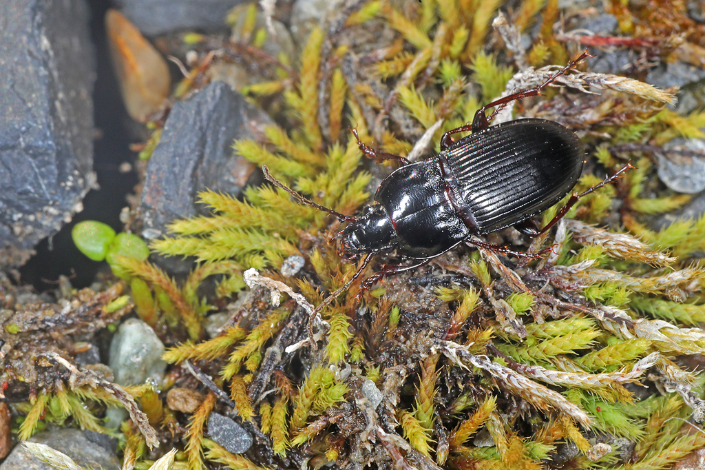 Pterostichus abaxoides