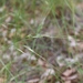 Texas Wintergrass - Photo (c) Nicholas Cowey, some rights reserved (CC BY-NC), uploaded by Nicholas Cowey