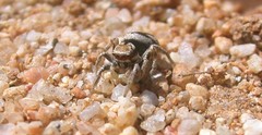 Habronattus
