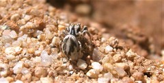 Habronattus