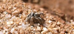 Habronattus