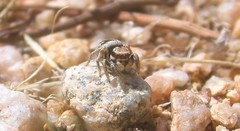 Habronattus