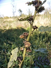Alcea rugosa