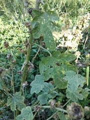 Alcea rugosa