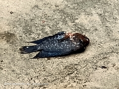 Amphilophus labiatus × cichlasoma trimaculatum