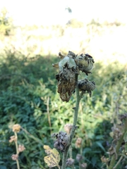 Alcea rugosa
