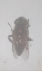 Eristalinus taeniops