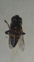 Eristalinus taeniops