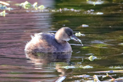 Tachybaptus ruficollis