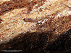 Scolecocampa
