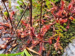 Drosera