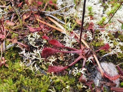 Drosera