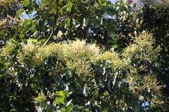 Terminalia paniculata