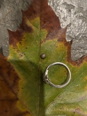 Armadillidium vulgare