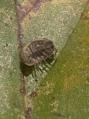 Armadillidium vulgare