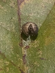 Armadillidium vulgare
