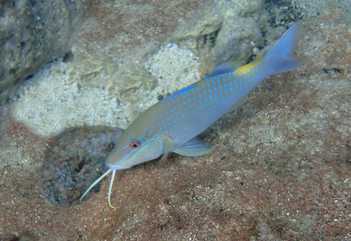 Goldsaddle Goatfish