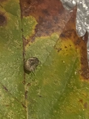 Armadillidium vulgare