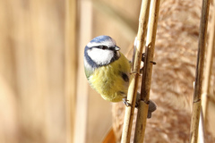 Cyanistes caeruleus