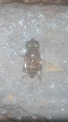 Eristalinus taeniops