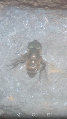 Eristalinus taeniops