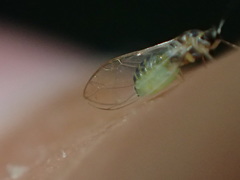 Bactericera minuta