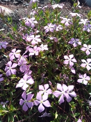 Catharanthus lanceus image