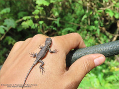 Sceloporus anahuacus