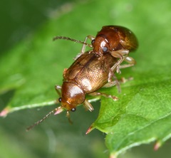 Eucolaspis brunnea