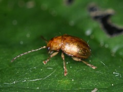 Eucolaspis brunnea