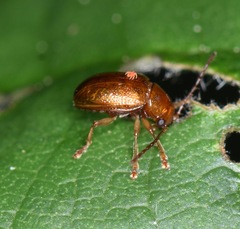 Eucolaspis brunnea