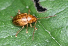 Eucolaspis brunnea
