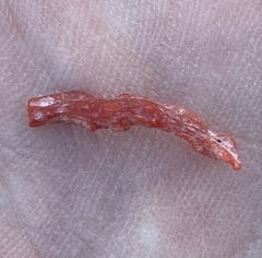 Corallium rubrum