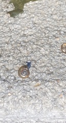 Oxychilus draparnaudi