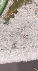 Oxychilus draparnaudi