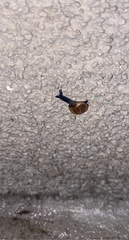 Oxychilus draparnaudi