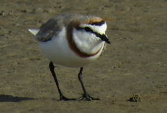 Charadrius pallidus