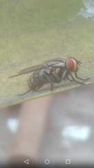 Sarcophagidae