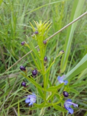 Rotheca
