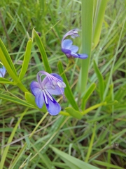 Rotheca