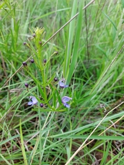 Rotheca